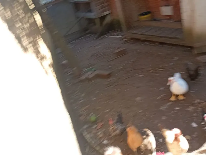 Patos e galizes 