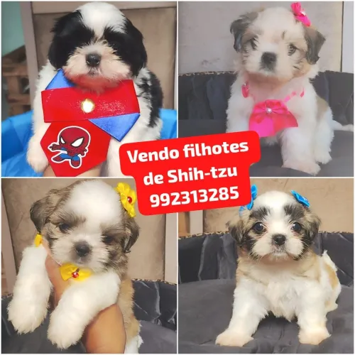 Vendo filhotes de Shih-tzu *