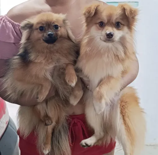 Casal Lulu da Pomerânia