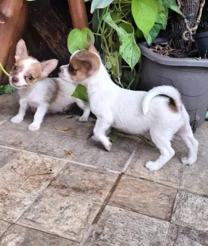 Filhote de Chihuahua x Yorkshire