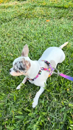 Chihuahua fêmea procura namorado
