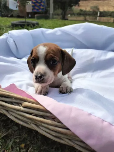 Cachorro 