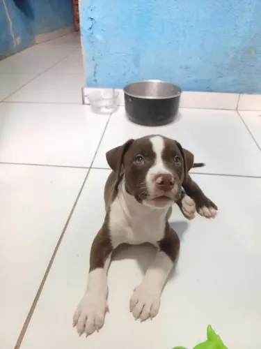 FILHOTE DE PITBULL