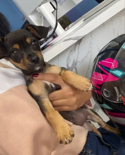 Vendo pinscher