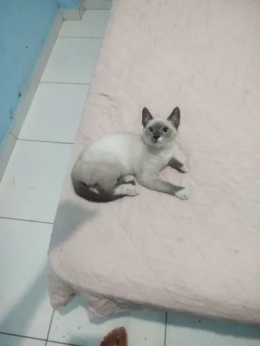 Gato filhote p/ adoção responsável