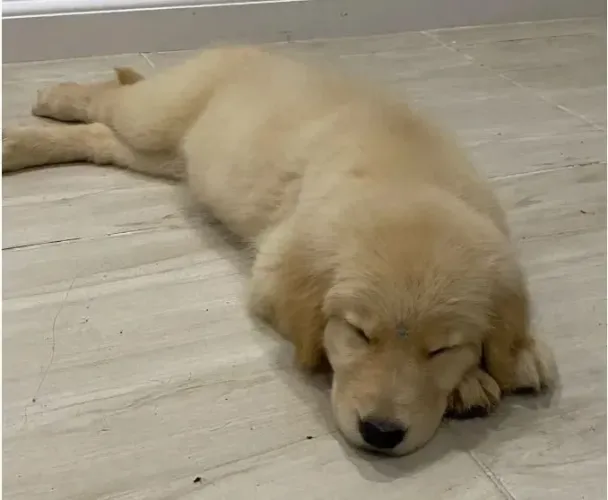 Golden Retriever Muito mais que um pet, uma presença que ilumina a casa