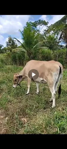 2 Bezerro e 1 vaca  buchuda 