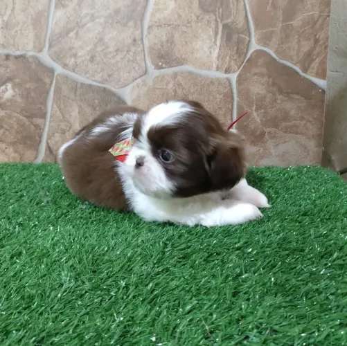 Lindos bebê de shih tzu