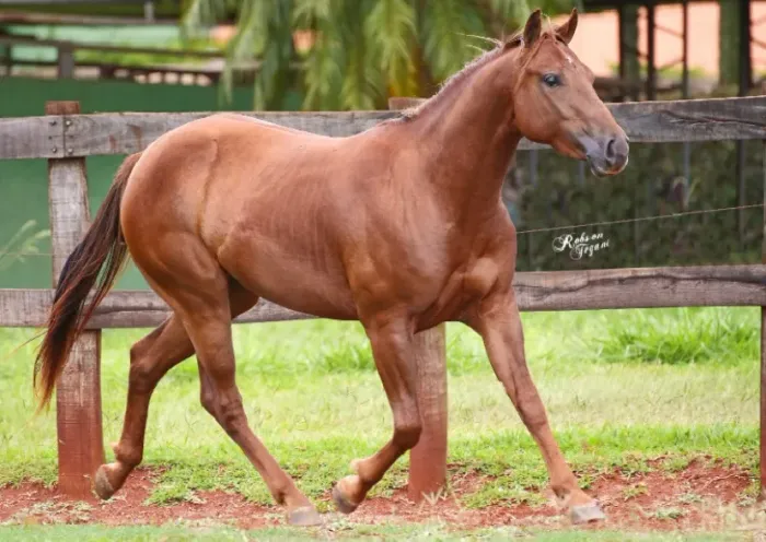Cavalo