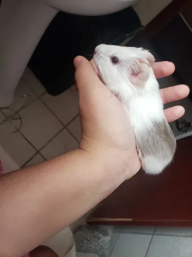 PORQUINHO DA ÍNDIA