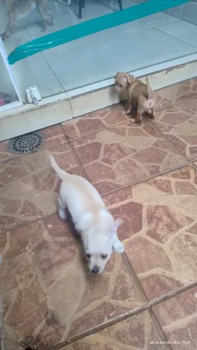 Vendo filhote de Pincher o pai e Pincher 0 a mãe e Pincher com shitsu