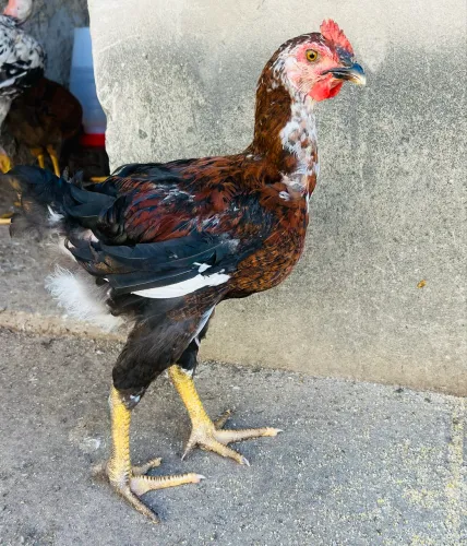 Frangos Balão Sergipanos