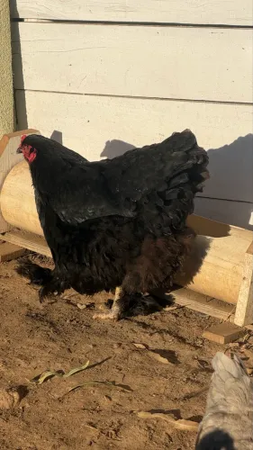 Galinha Brahma 