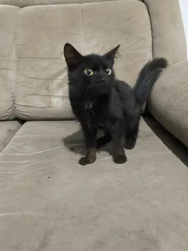 Doação de gato