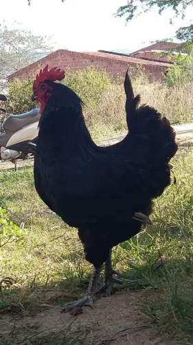 Gigante Negro de Jersey 7 meses