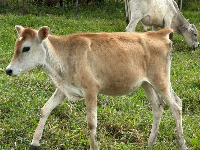 Bezerra Jersey 