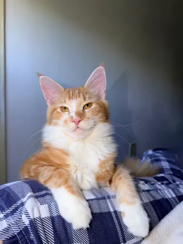 Maine coon procurando namorado
