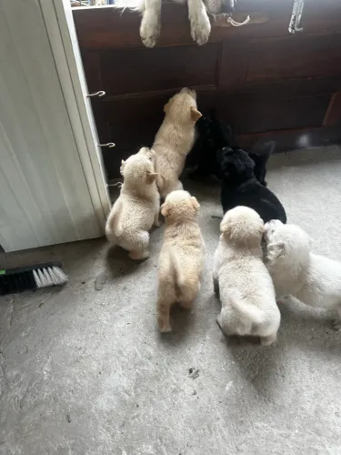 Cachorros de Golden com chow chow