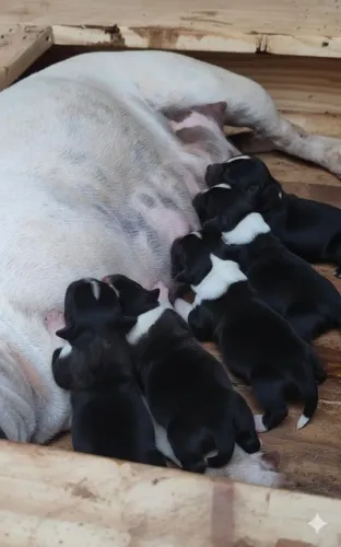 Filhotes de Staffordshire Bull Terrier Staffbull