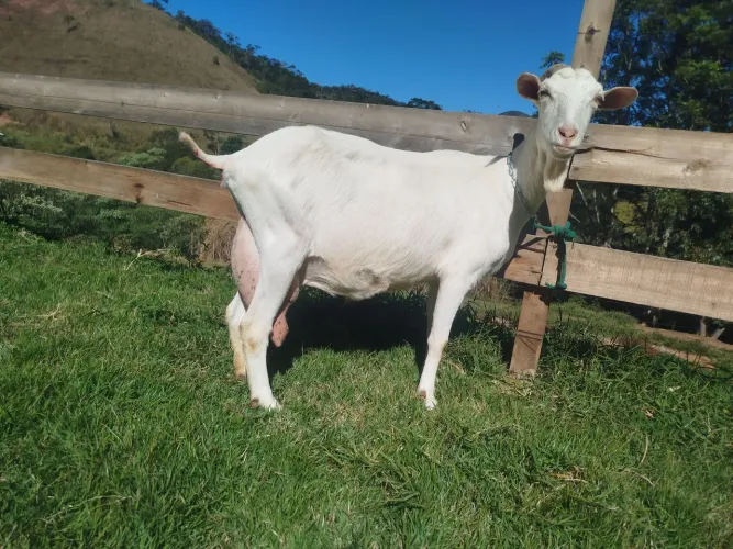 Cabras saanen (leite e queijo)