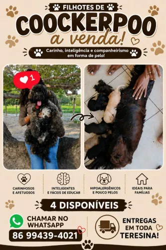 Cocker spaniel inglês leia descrição 