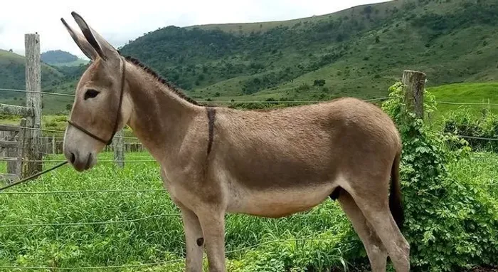 Jegue, bem cuidado