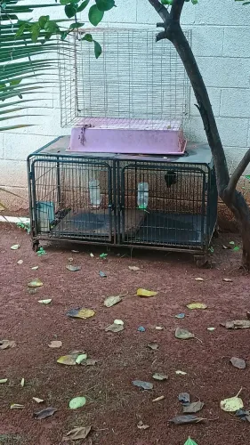 Vendo duas gaiolas uma era de pet cachorro criava coelho 