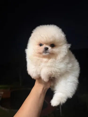LULU DA POMERANIA!!!