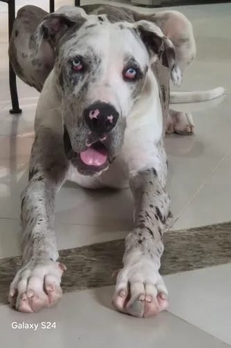 Dog alemão Arlequim