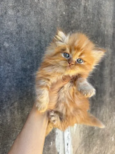 Gatinha persa