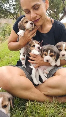 Filhotes de Beagle 