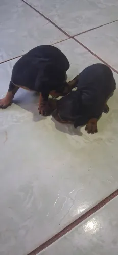 Cachorro pincher 01 femea