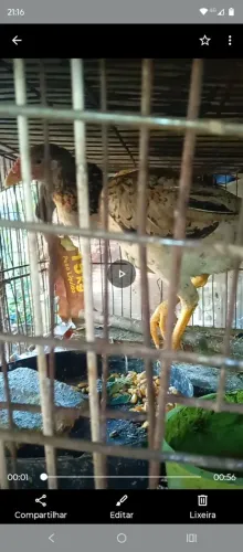 Frangos