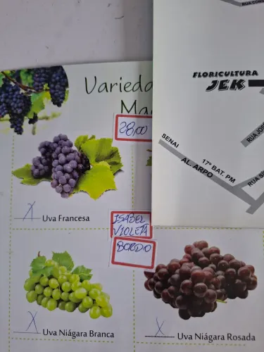 Mega oferta de lindas mudas de uvas enxertadas só $28,00 cada