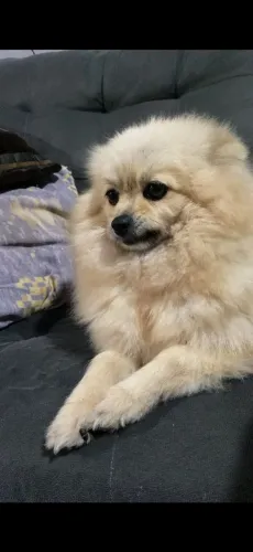 Vendo cachorro