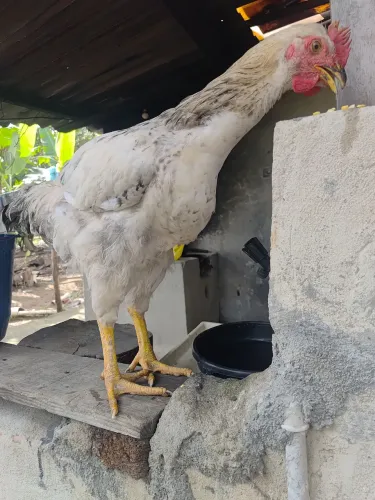 Frangos GSB