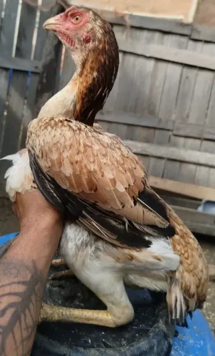 Galinha índio primeira postura