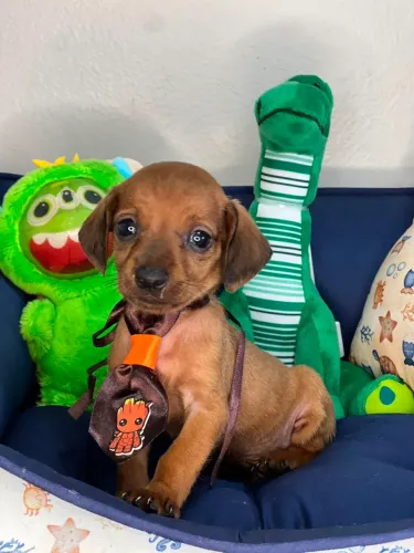 DACHSHUND (Salsicha) MINI FILHOTE
