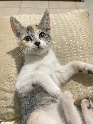 Adote uma gatinha muito dócil e carinhosa