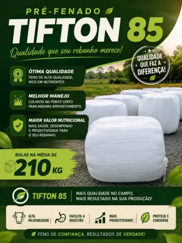 Bolas feno seca e pré fenada de tifton 85