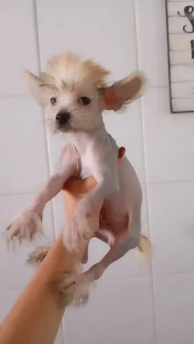 Pelado Chinês Fêmeas e Machos 2 meses