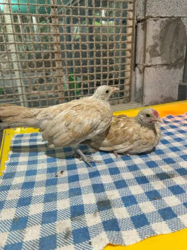 Casal jovem galinha Sebright camurça 