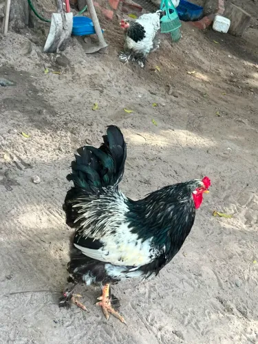 Galinha Brahma Dark