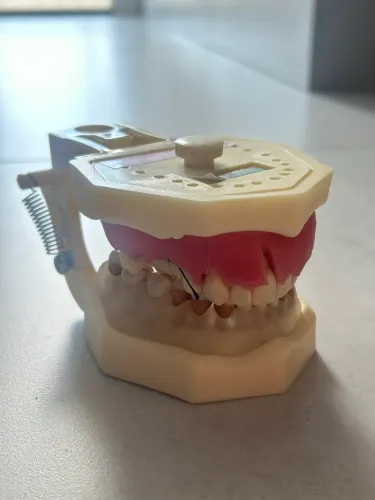 Manequim de Periodontia - odontologia 
