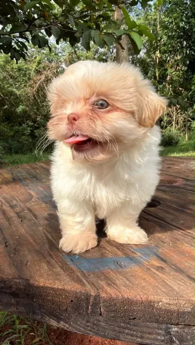 Shihtzu Macho