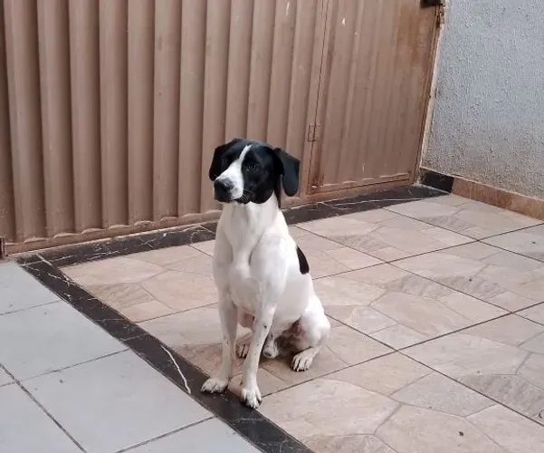 3 cachorros doação responsável