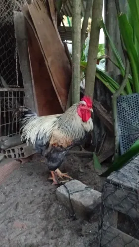Galo mestiço com brama 80 reais .