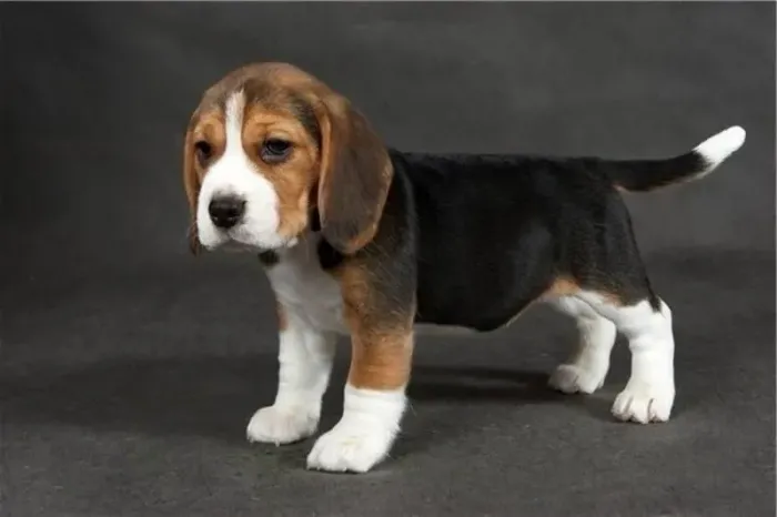 Filhotes De Beagle - Seu Coração Está Pronto Para Esse Amor Incondicional 