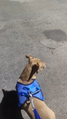 Adoção PITBULL MACHO ZION 