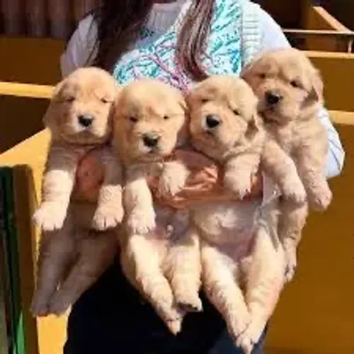 Golden retriever microchip pedigree garantia de saúde ?